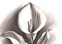 vulva fiore