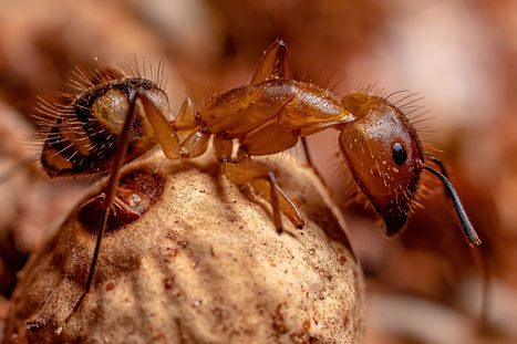 Les Fourmis Charpentières.jpg