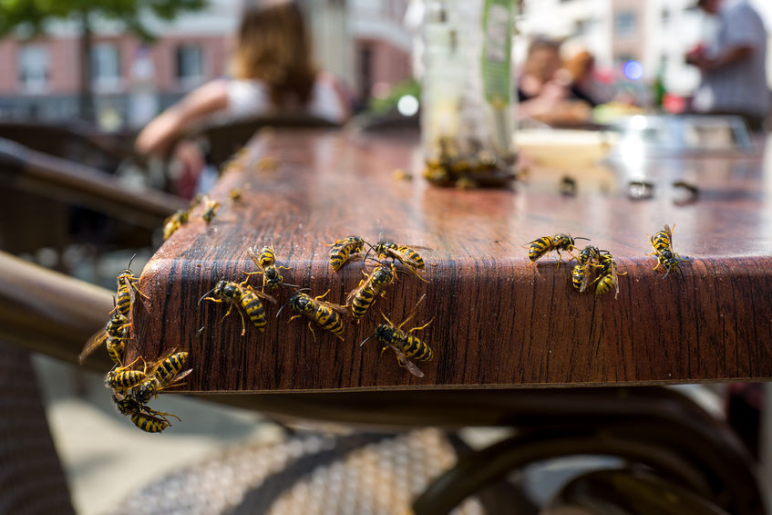 Guêpes sur la terrasse