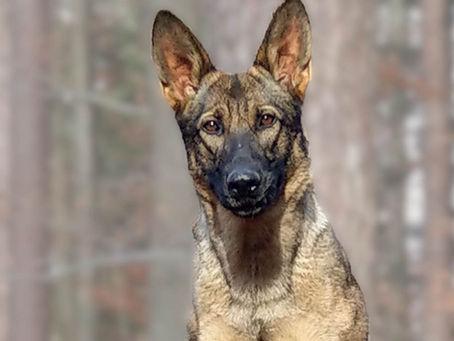 Ilvy's Genuntersuchungen