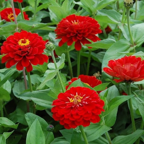 Zinnia, Scarlet Flame barerootsnursery