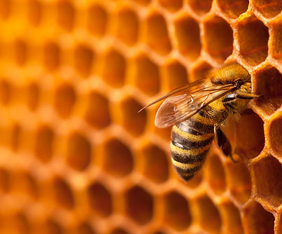 AdobeStock_221175808 (1).jpeg