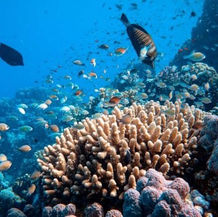 Descubren un inmenso, antiguo y prístino arrecife de coral en las Galápagos