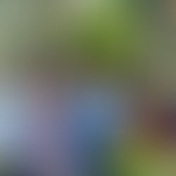 Reforestar sin riego, el fracaso de Martínez Neri en El Llano