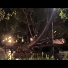 Por lluvia, reportan caída de árboles, encharcamientos y la interrupción de energía eléctrica