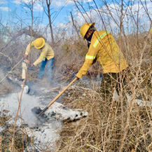 Mantiene Coesfo atención a incendios forestales y de pastizales en las ocho regiones