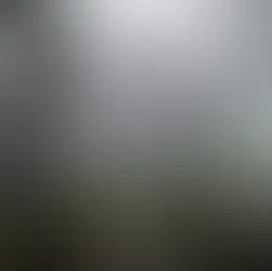 Este 28 de junio, Día Mundial del Árbol