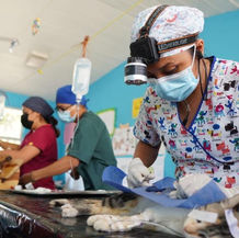 Veterinarios Zootecnistas desempeñan un trabajo crucial en la salud pública: SSO