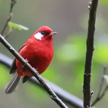 Impulsa Gobierno del Estado valor ambiental y turístico alrededor de las Aves