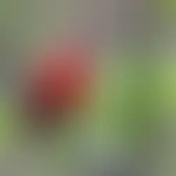 Impulsa Gobierno del Estado valor ambiental y turístico alrededor de las Aves