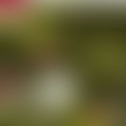 Tormenta tropical Otis se forma frente a las costas de Oaxaca