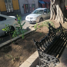 Reforestación del municipio en el Paseo Juárez peligra; nuevos árboles sin agua