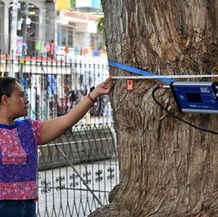 Celebran la vida del Árbol del Tule con acciones para su conservación