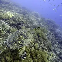 Alcanzan en la ONU un acuerdo para proteger la biodiversidad en alta mar