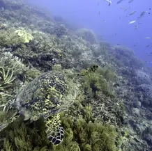 Alcanzan en la ONU un acuerdo para proteger la biodiversidad en alta mar