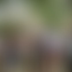 Anuncia Salomón Jara atención prioritaria para San Miguel Tilquiápam por 35.8 mdp