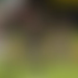 Guerreros blanquea a Leones y avanza en tercero