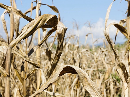 Dan por perdida la cosecha de maíz de primera en el centro y norte de Santa Fe