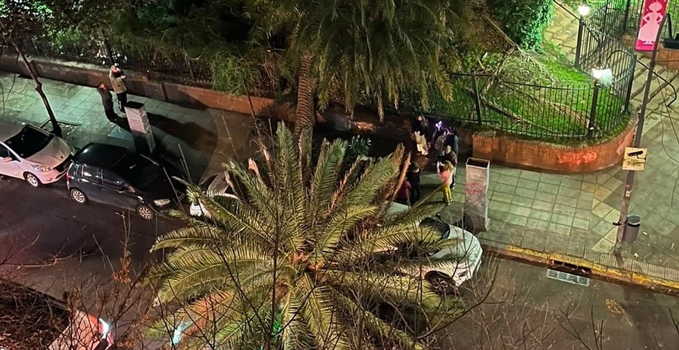 Cayó una palmera del Jardín Botánico, aplastó un auto y generó preocupación entre los vecinos