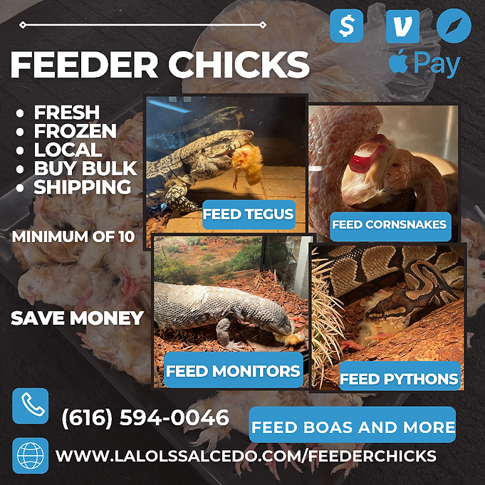Feeder Chicks.PNG
