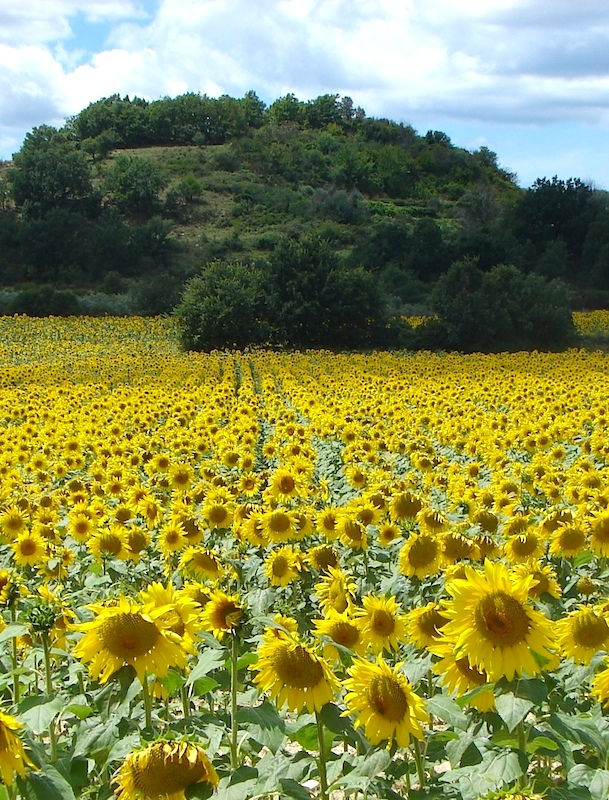 Sunflower field nearby