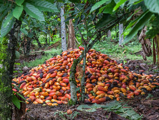 Projeto de US$ 300 milhões no sul da Bahia quer criar a maior fazenda de cacau do mundo, elevando produção e atraindo gigantes da indústria.