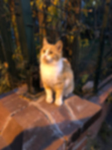kedi sahiplendirme ilanları