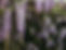 Wisteria_edited_edited.jpg
