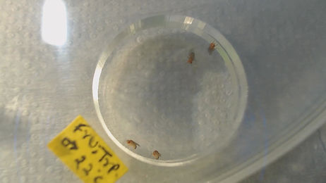 F4p Insect Teaching resource | nccs