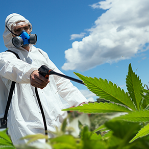 Should you be afraid of pesticide on cannabis?