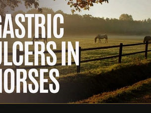 Gastric Ulcer Lecture: Presented by Kari Bevevino DVM, DACVIM-LA Roaring Fork Equine Medical Center 5/10/2025