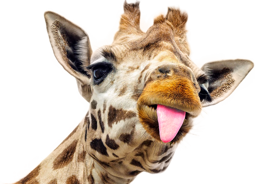 giraffe-png-image-3.png