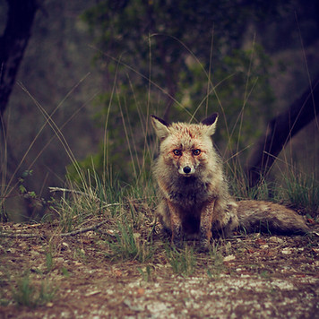 Wilderness Fox