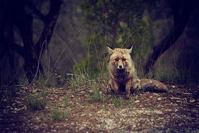 Wilderness Fox