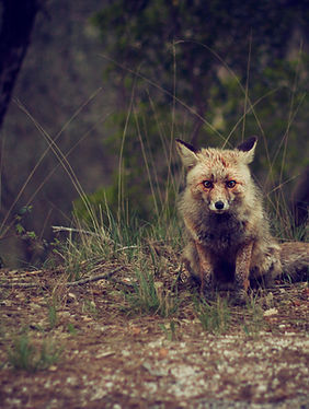Fox Wilderness