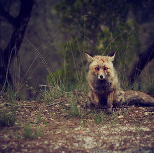 Wilderness Fox