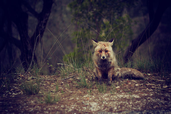 Wilderness Fox