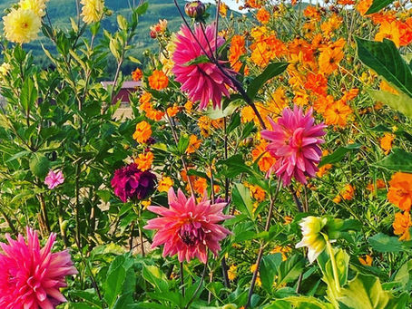 What's Blooming at Sweet Stems?