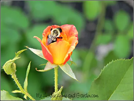 The Garden And Its Welcome Visitors on MyHumbleHomeandGarden.com