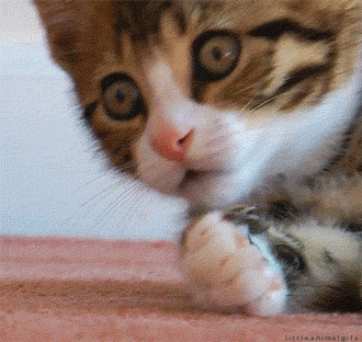 chat_choqué.gif