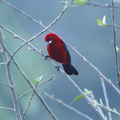 Brazilian tanager.jpg
