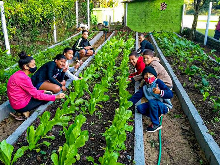 Alunos do Faraó já colhem os frutos do projeto “A Turma da Horta Viva”