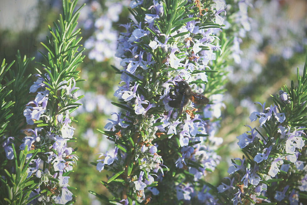 Bee on lavender flowers with buzzing action in a sunlit garden. The green stems contrast with the soft purple blooms. Relaxed mood.