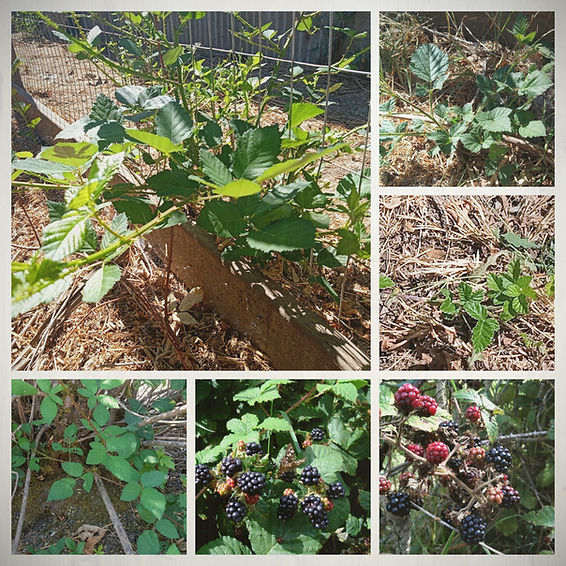 Various stages of blackberry plant growth, including young shoots and ripe berries, in a sunlit garden with mulch and wire fencing.