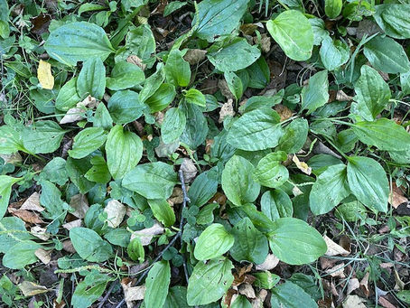 Plantain (Plantago spp.)