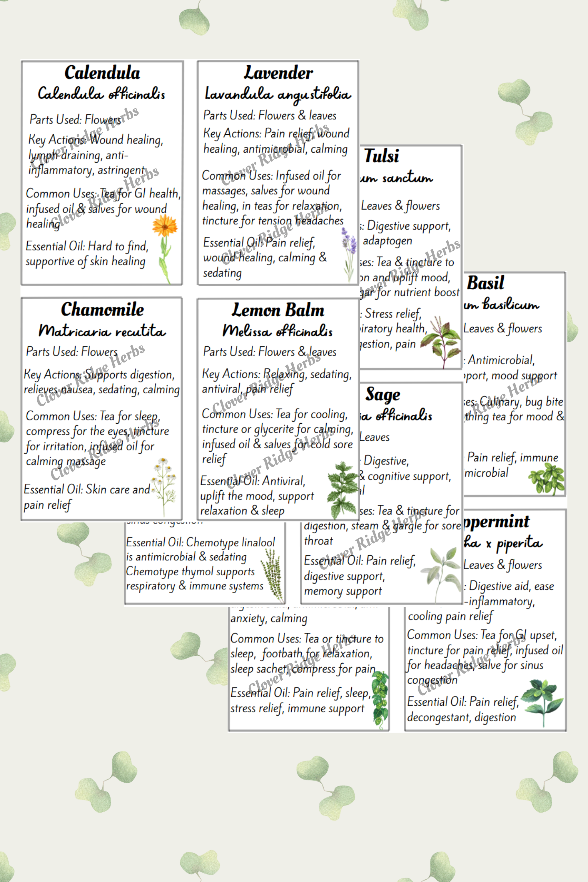 Herbal Recipe Flash Cards, 24 Aromatic Herbs, with Recipes