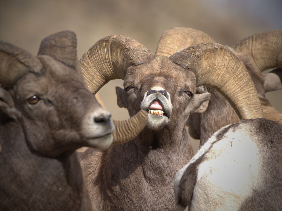 Big Horn 5