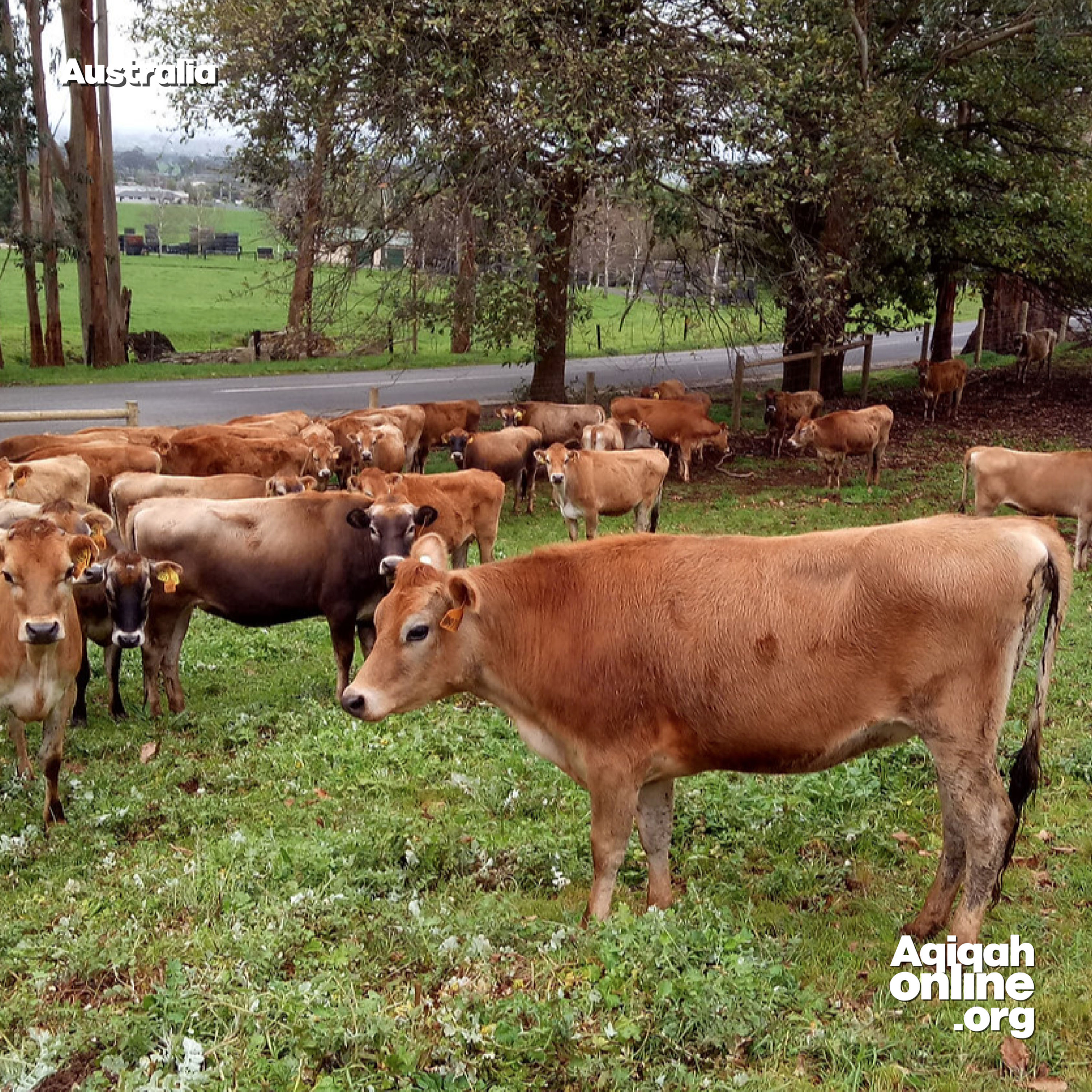 Australia - Cattle (7 Parts)