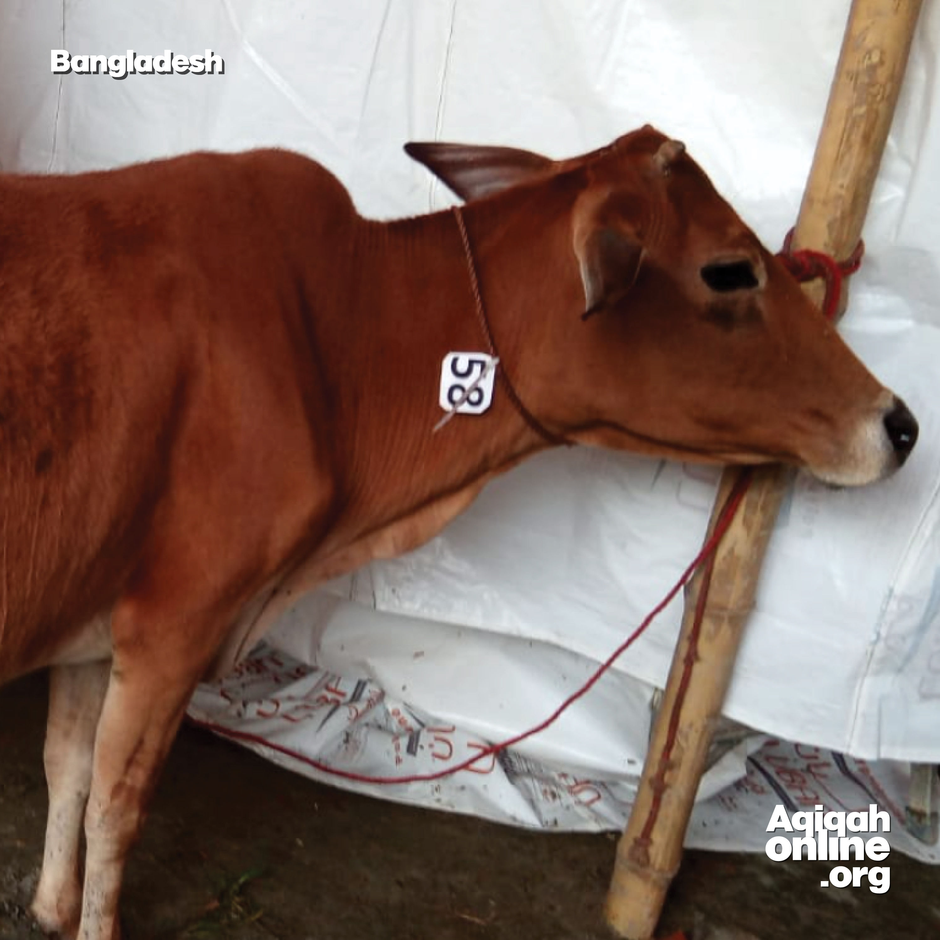 Bangladesh - Cow (1 Part)