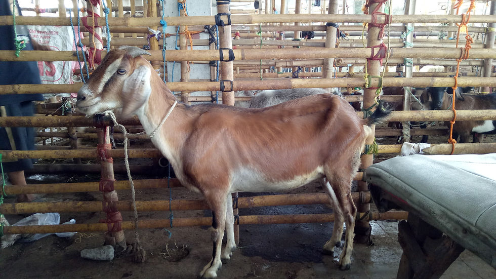 Thumbnail: Myanmar - Goat